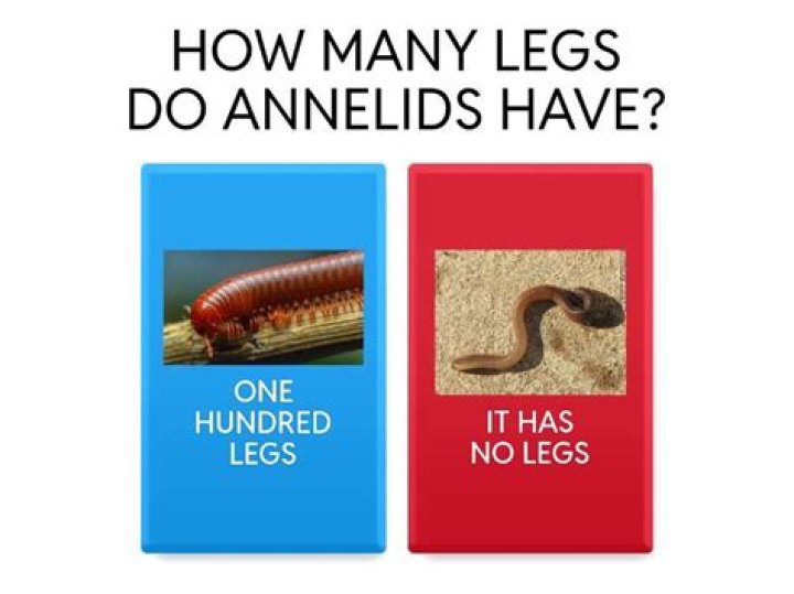 Do annelids have gills?