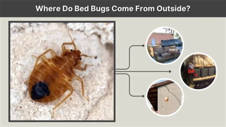 Do bed bugs originate?