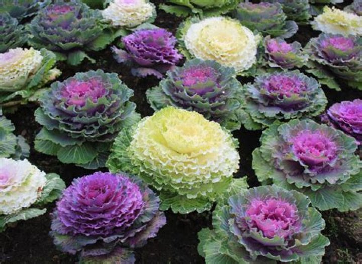 Do brassica plants flower?