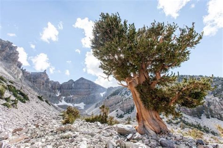 Do bristlecone pines live?