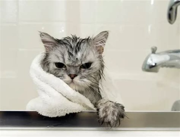 Do cats get cold easily?