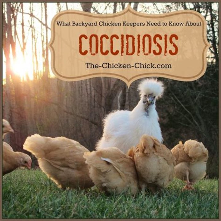 Do chickens get coccidia?