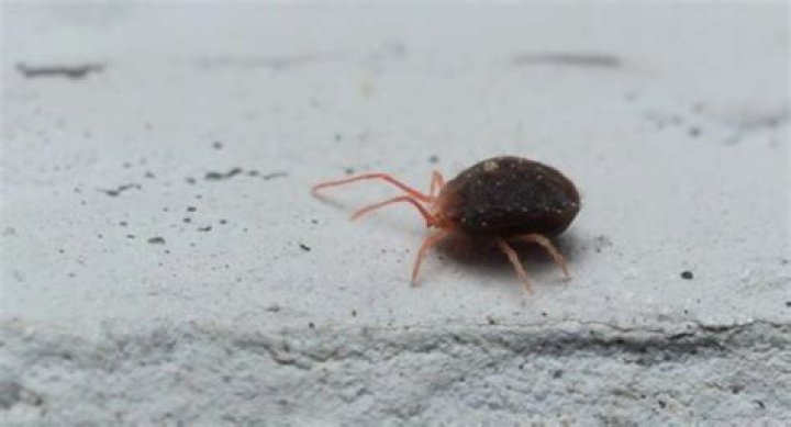Do clover mites bite?