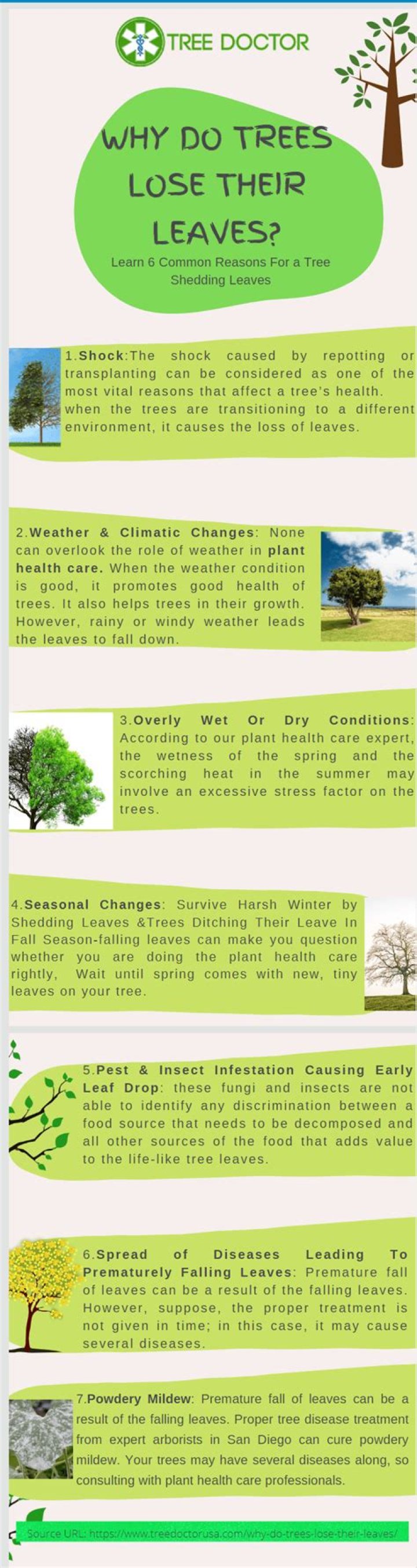 Do coniferous trees lose their leaves?