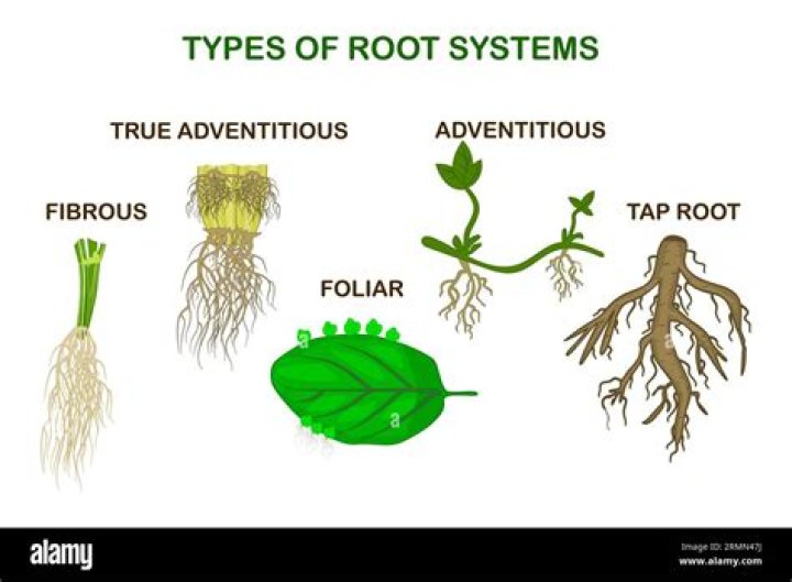 Do dicots have adventitious roots?
