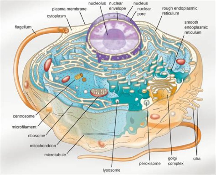 Do eukaryotes have membrane bound organelles?
