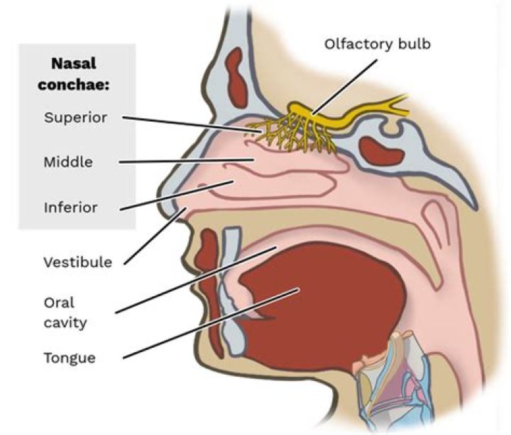 Do humans have internal nares?