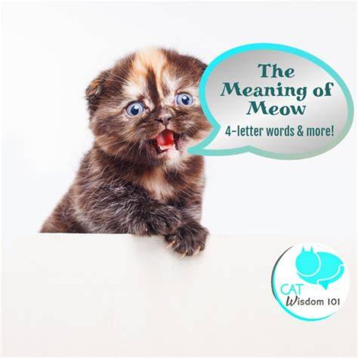 Do meows mean anything?