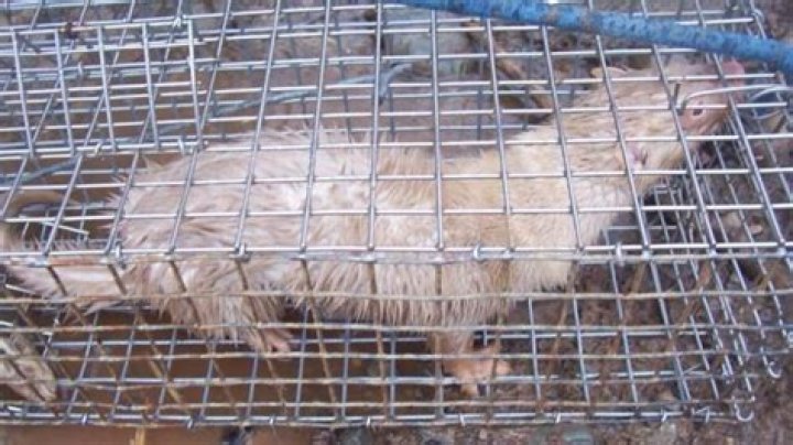 Do mink kill chickens?