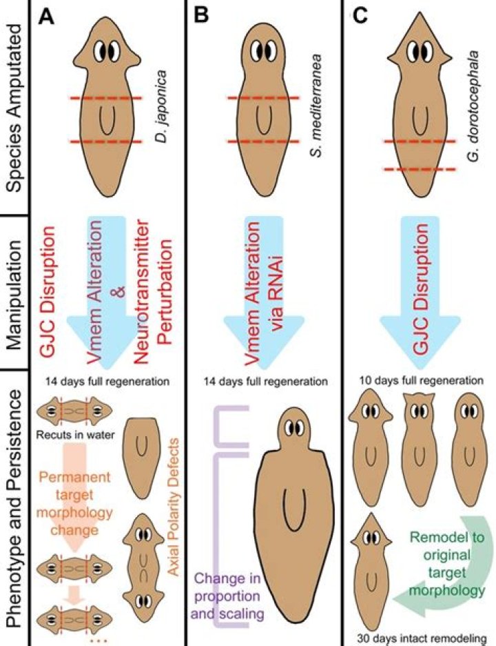 Do planarians feel pain?