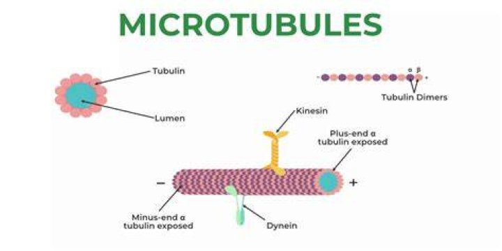 Do plants have tubulin?