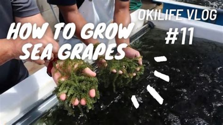 Do sea grapes grow fast?