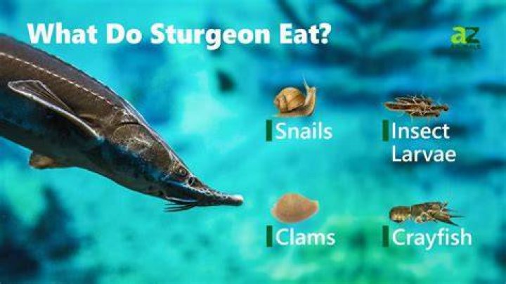 Do sturgeon eat algae?