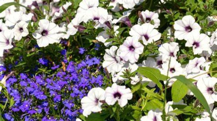 Do wave petunias like full sun?