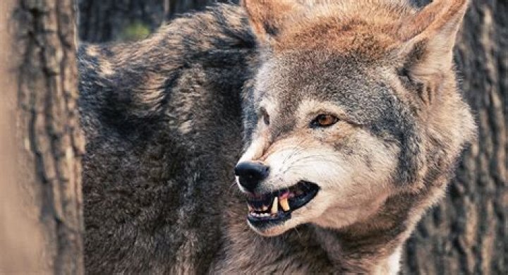 Do wolves eat humans?