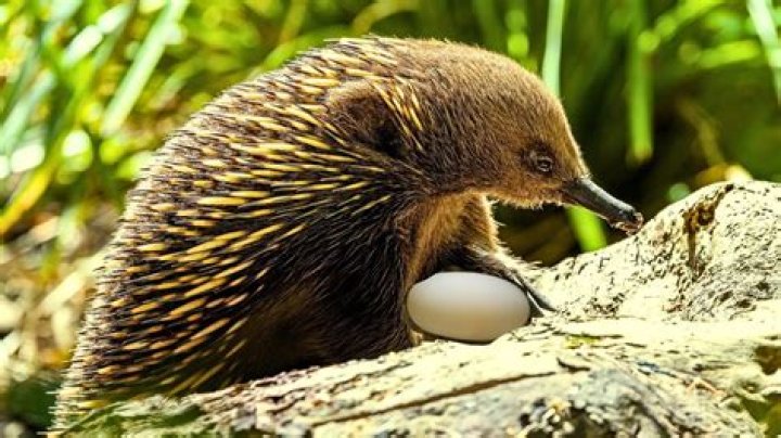 Does a echidna lay eggs?