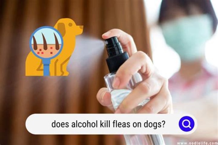 Does alcohol kill fleas?
