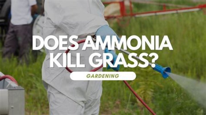 Does ammonia kill grass?