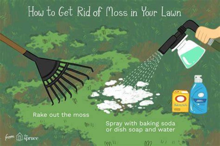 Does biological washing powder kill moss?