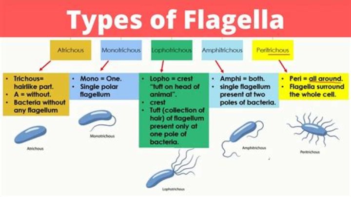 Does cocci have flagella?