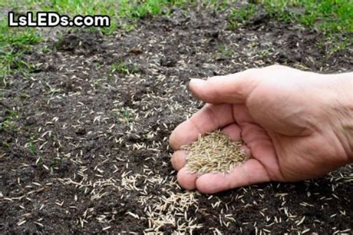 Does creeping red fescue spread?
