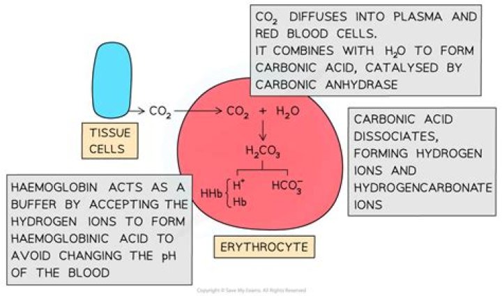 Does haemoglobin transport carbon dioxide?