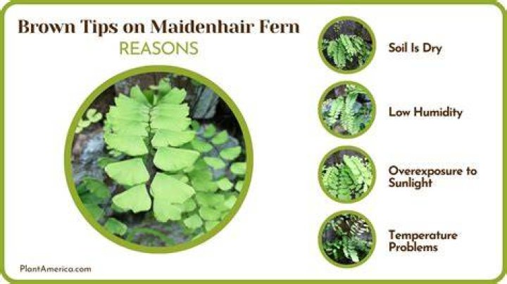 Does maidenhair fern like humidity?