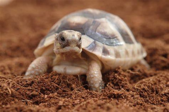 Does marginated tortoise hibernate?