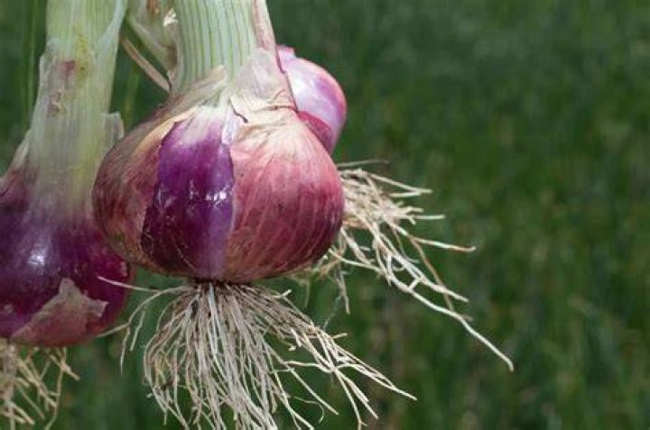 Does onions have adventitious roots?