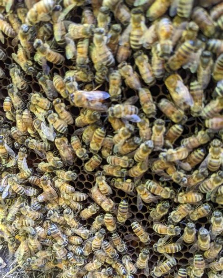 Does rotenone kill bees?