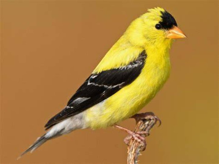 Does south carolina have goldfinches?