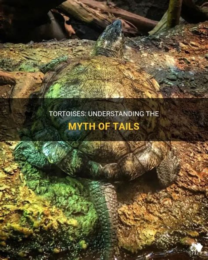 Does tortoises have tails?