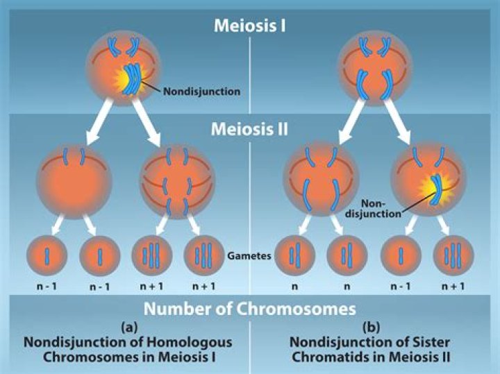 During meiosis the chromosome number is doubled?