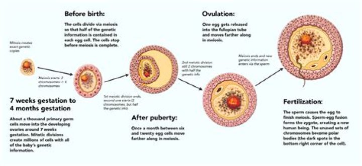 During pregnancy the production of ova is prevented by?