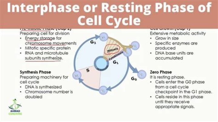 During the s phase of interphase?