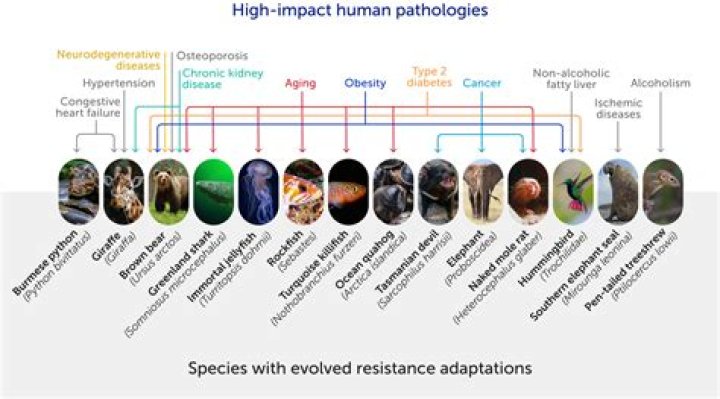 Has medicine stopped evolution?