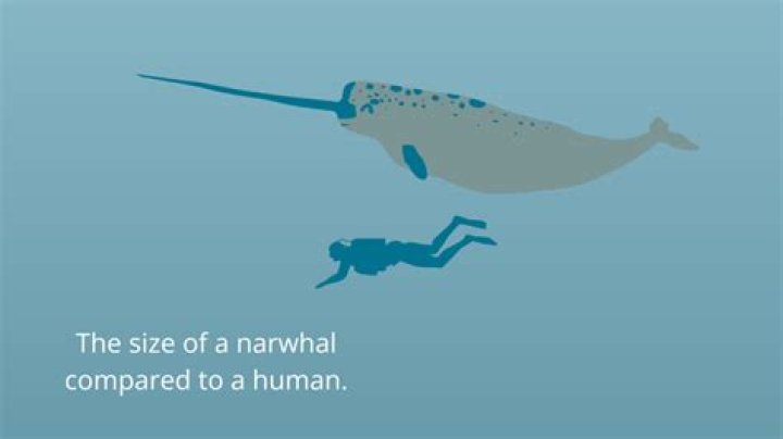 How big are narwhals?