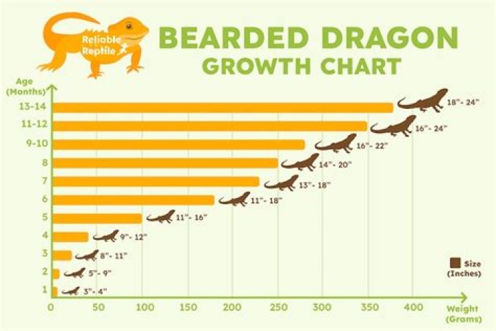 How big bearded dragons grow?