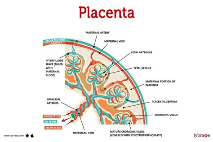 How common are anterior placentas?