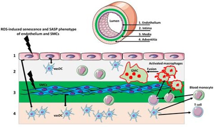How could such multinucleated cells be explained?