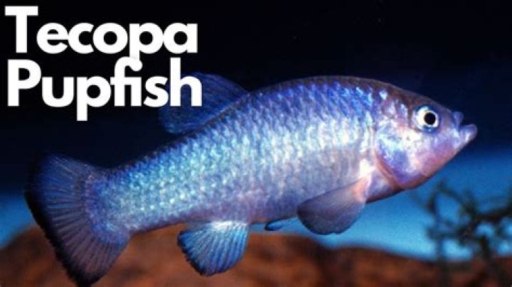 How did the tecopa pupfish become extinct?