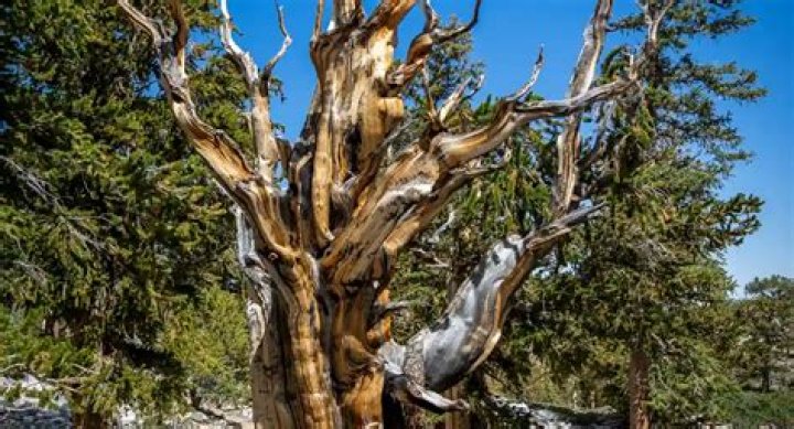 How do bristlecone survive?