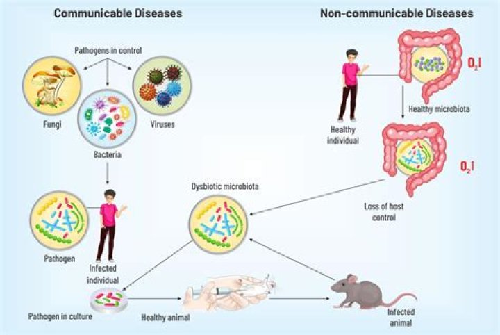 How do infectious and noninfectious diseases differ?