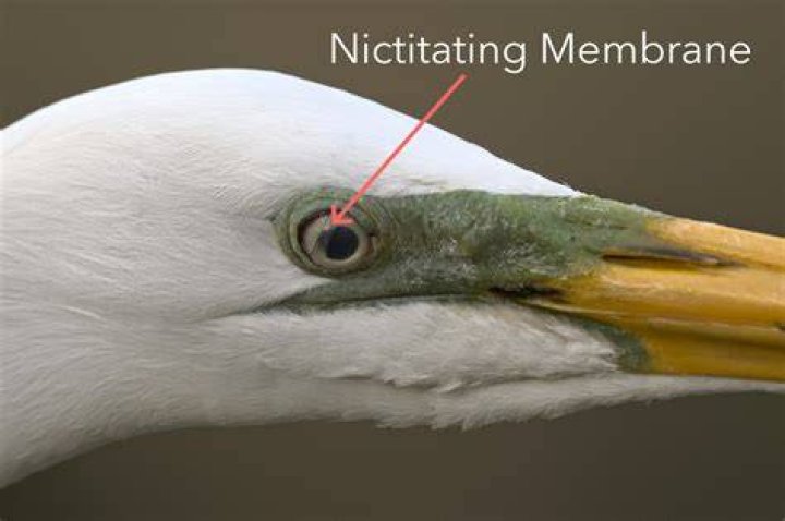 How do nictitating membranes work?