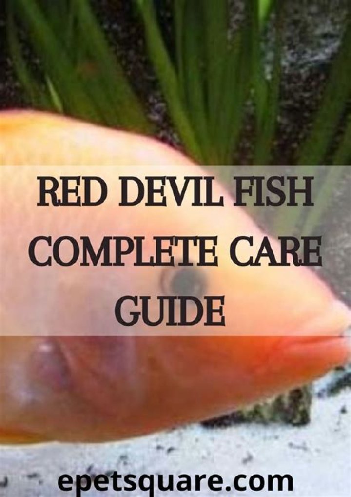 How do red devil fish mate?