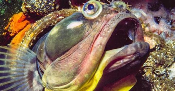 How does a sarcastic fringehead survive?
