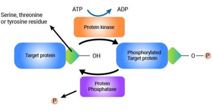 How does tyrosine work?