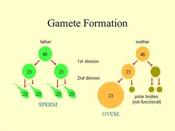 How gametes are made?