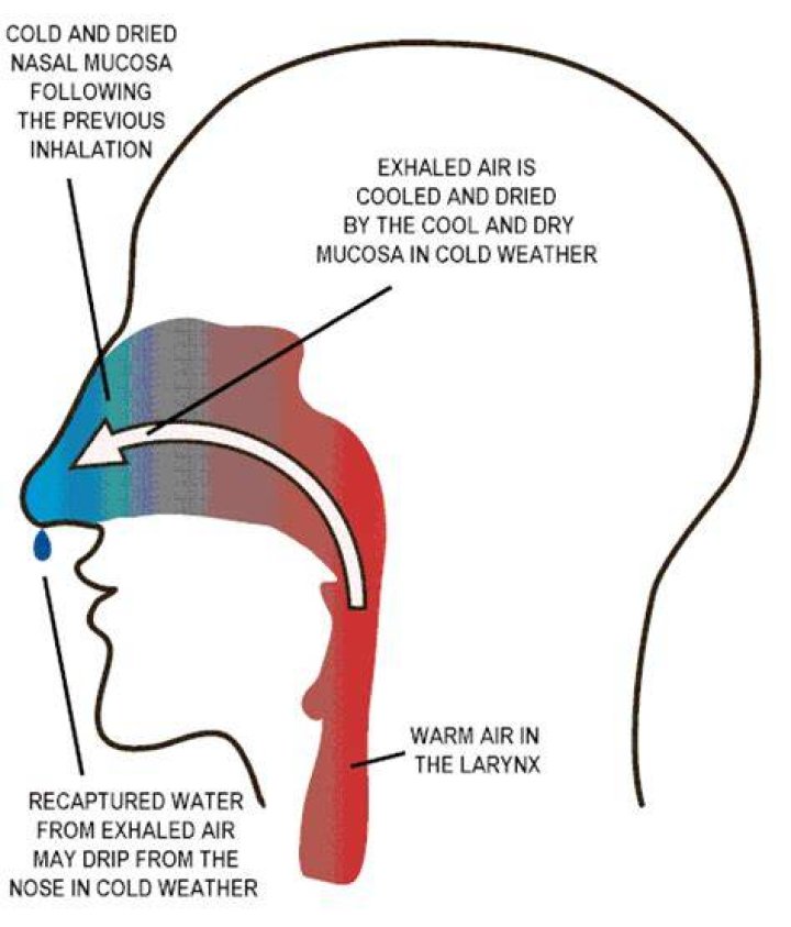 How is air warmed and moistened?