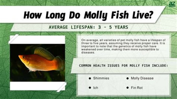 How long to mollies live?